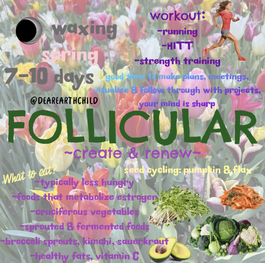 cycle syncing follicular phase