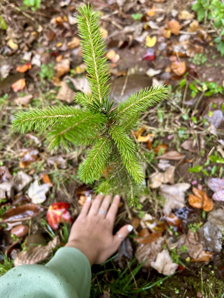 planting trees can be a great way to offset carbon footprint and live a sustainable lifestyle 