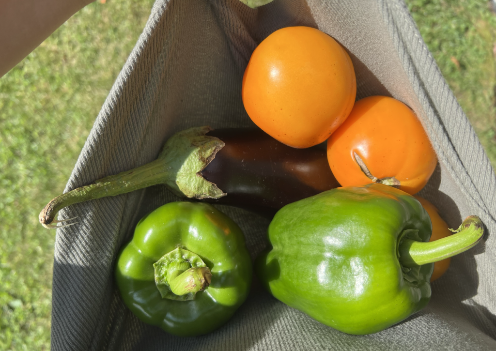 living a sustainable lifestyle and harvesting vegetables from home garden