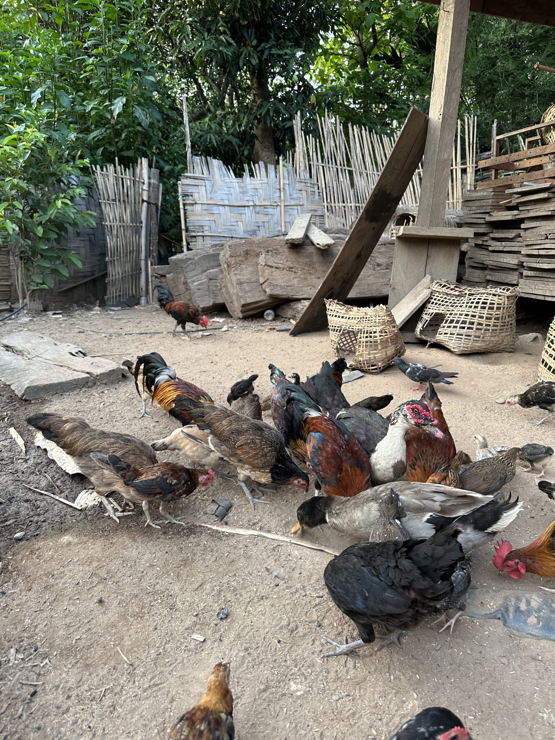 chickens on permaculture farm