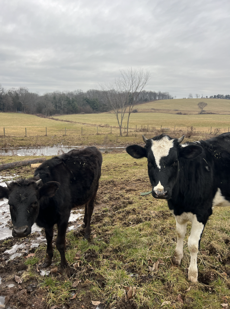 cows practicing rotational grazing instead of factory farming