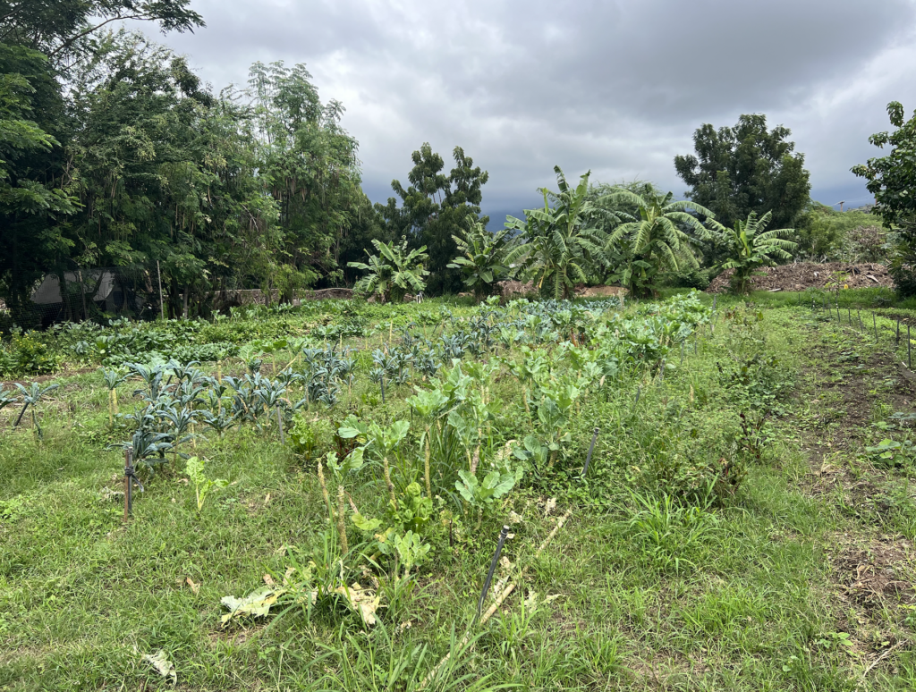 permaculture plot in hawaii