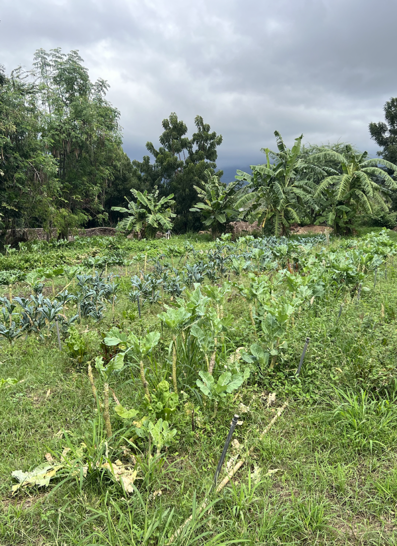 Solutions to Industrial Agriculture: Permaculture Farming